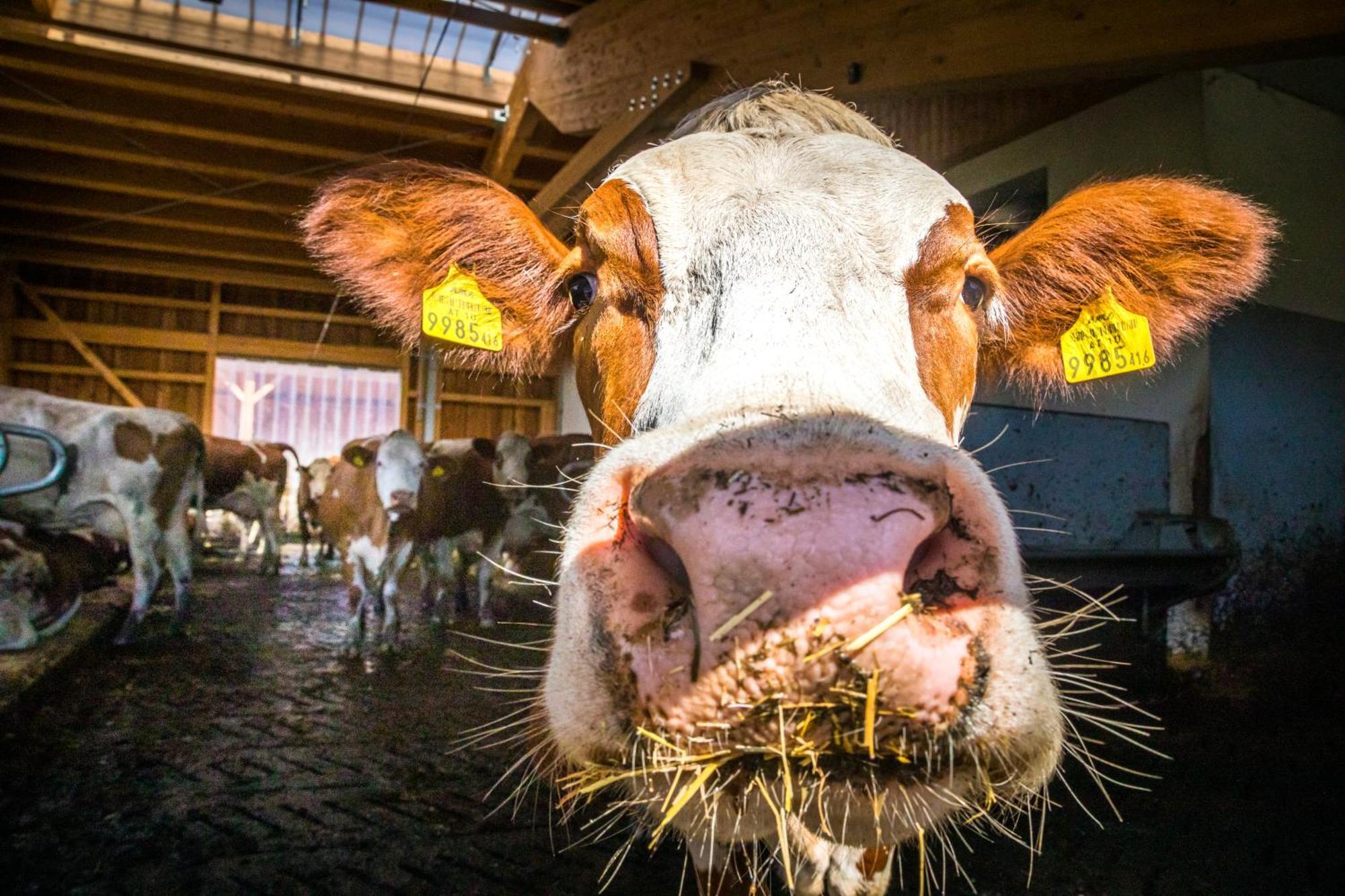 Bauernhofurlaub Sinnhubgut Altenmarkt im Pongau Buitenkant foto